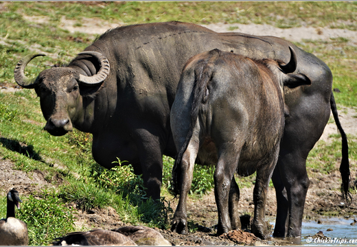 New Jersey - Six Flags Wild Safari 0014