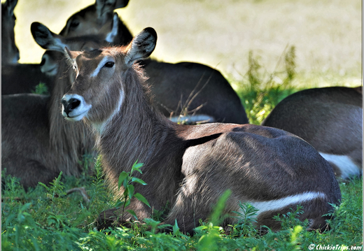 New Jersey - Six Flags Wild Safari 0015