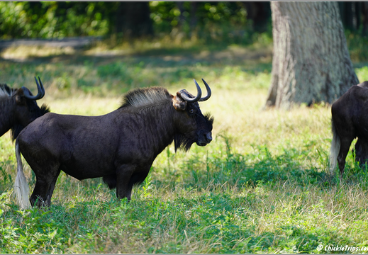 New Jersey - Six Flags Wild Safari 0022