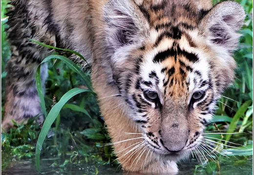 New Jersey - Six Flags Wild Safari 0031