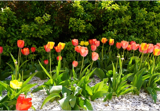 Flowers 01