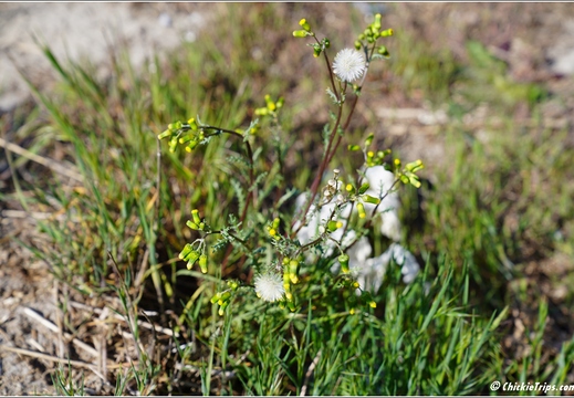 Flowers 03