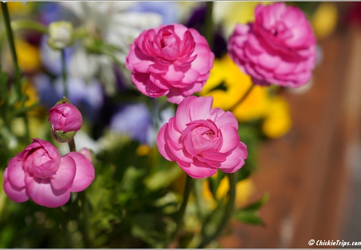 Flowers 04