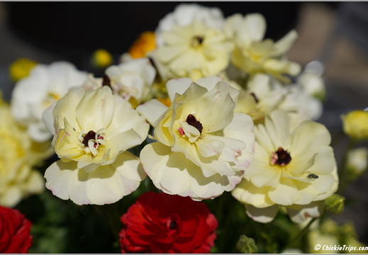 Flowers 07