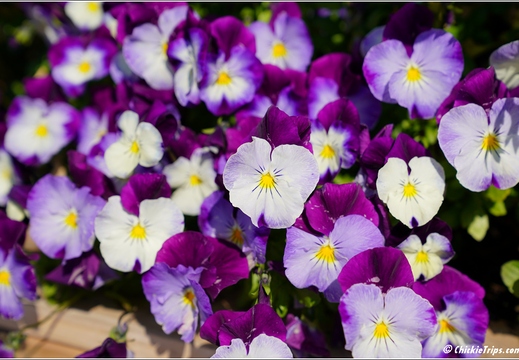 Flowers 09