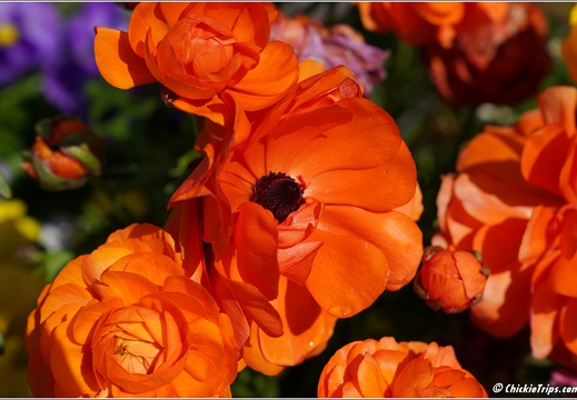 Flowers 10