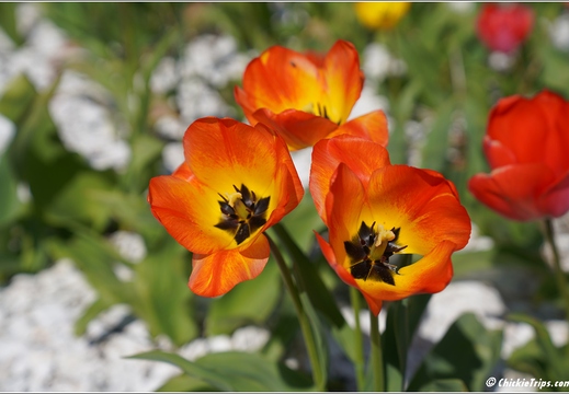 Flowers 12