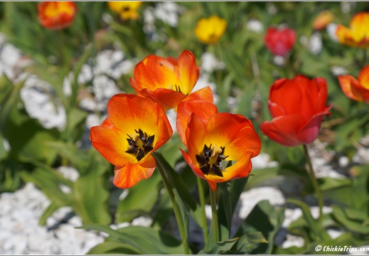 Flowers 14