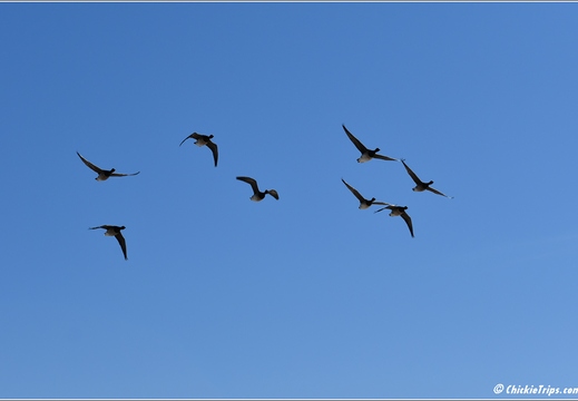 NJ Barnegat Light - Barnegat Lighthouse State Park 078