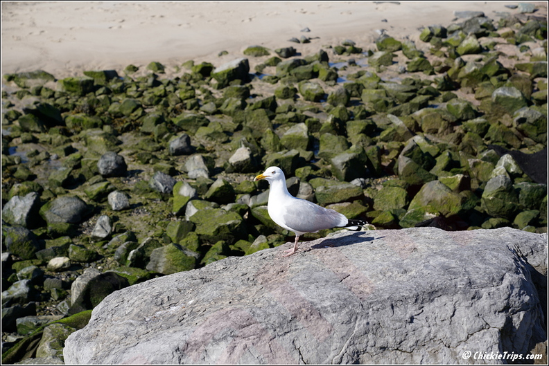 NJ_Barnegat_Light_-_Barnegat_Lighthouse_State_Park_102.jpg