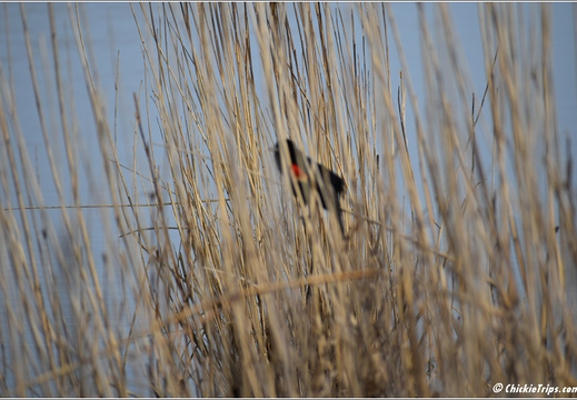 NJ Galloway - Edwin B Forsythe National Wildlife Refuge - Pinelands National Reserve 140