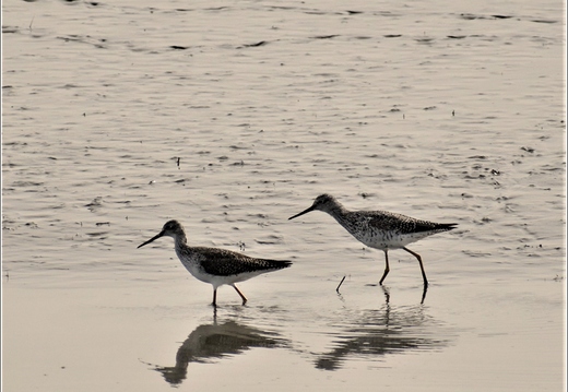 NJ Galloway - Edwin B Forsythe National Wildlife Refuge - Pinelands National Reserve 145
