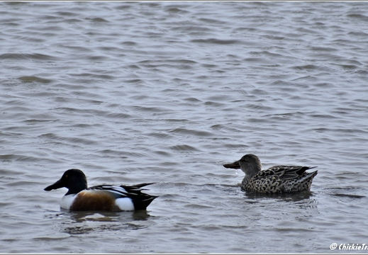 NJ Galloway - Edwin B Forsythe National Wildlife Refuge - Pinelands National Reserve 148