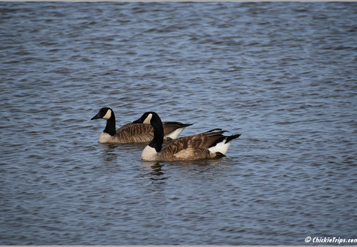 NJ Galloway - Edwin B Forsythe National Wildlife Refuge - Pinelands National Reserve 150
