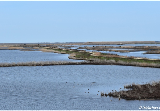 NJ Galloway - Edwin B Forsythe National Wildlife Refuge - Pinelands National Reserve 153
