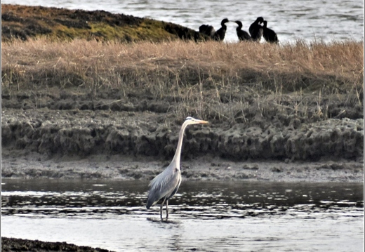 NJ Galloway - Edwin B Forsythe National Wildlife Refuge - Pinelands National Reserve 156