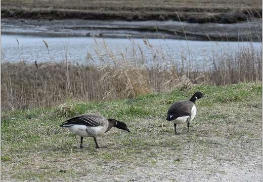 NJ Galloway - Edwin B Forsythe National Wildlife Refuge - Pinelands National Reserve 160