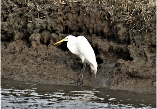 NJ Galloway - Edwin B Forsythe National Wildlife Refuge - Pinelands National Reserve 162