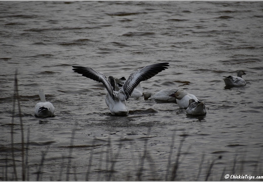 NJ Galloway - Edwin B Forsythe National Wildlife Refuge - Pinelands National Reserve 167