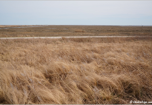 NJ Galloway - Edwin B Forsythe National Wildlife Refuge - Pinelands National Reserve 176