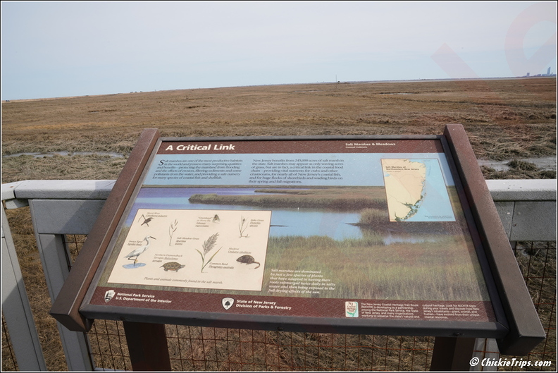NJ_Galloway_-_Edwin_B_Forsythe_National_Wildlife_Refuge_-_Pinelands_National_Reserve_180.jpg