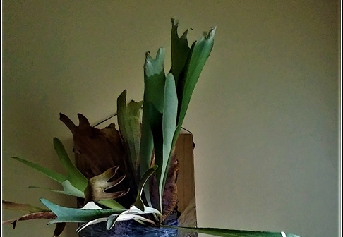 Plants 001