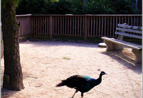 PopCorn Zoo 001
