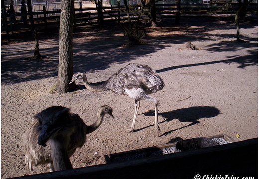 PopCorn Zoo 025