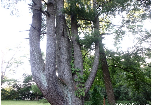 Princeton Battlefield State Park 014