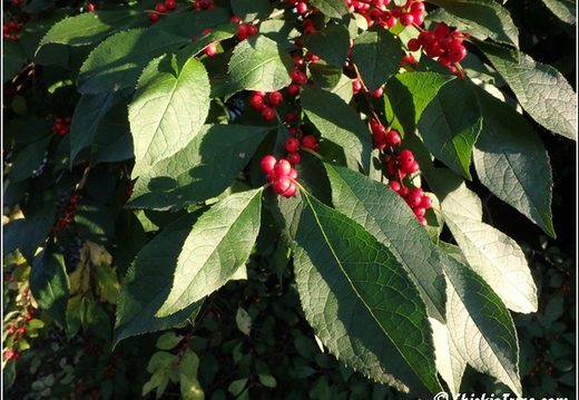 Rutgers Garden 001