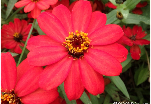 Rutgers Garden 009