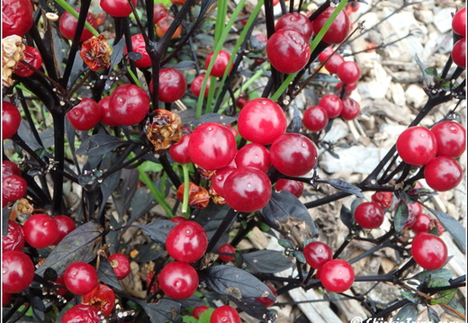 Rutgers Garden 011