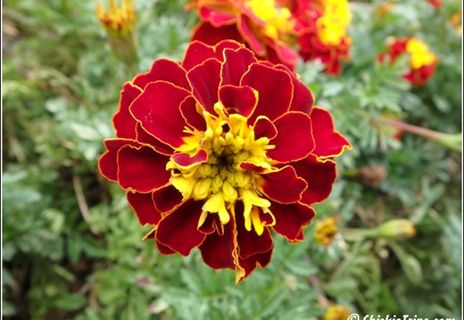 Rutgers Garden 014