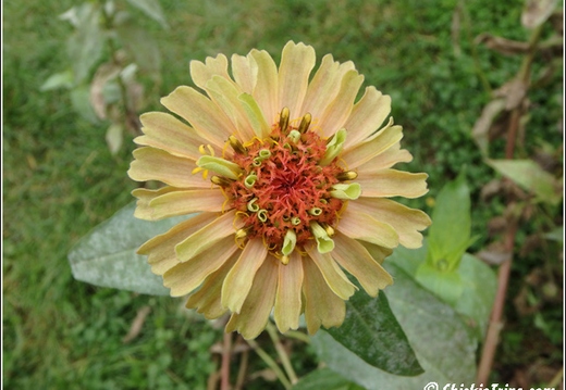 Rutgers Garden 020