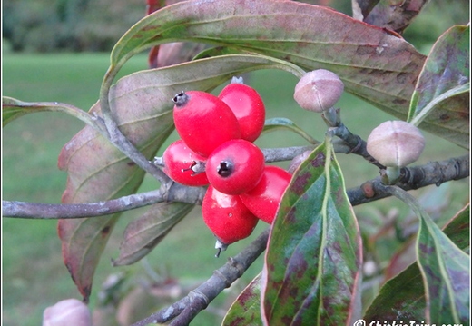 Rutgers Garden 022