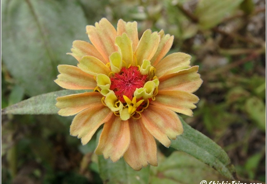 Rutgers Garden 024