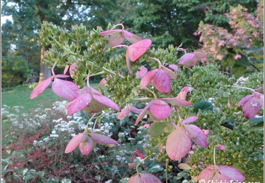 Rutgers Garden 031
