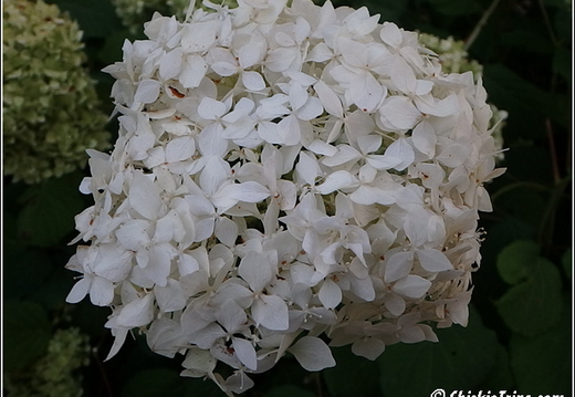 Rutgers Garden 032