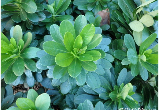 Rutgers Garden 040