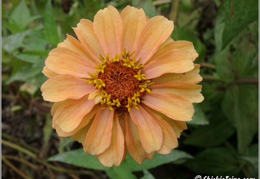 Rutgers Garden 042