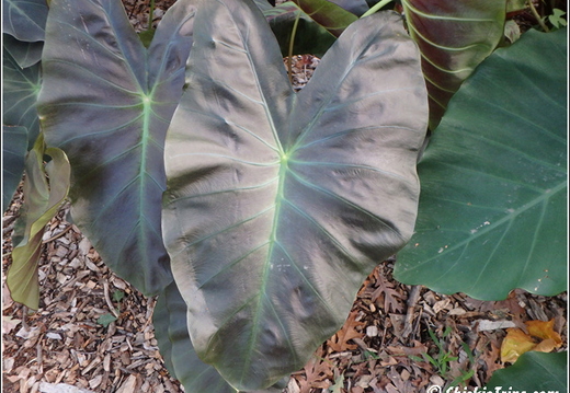 Rutgers Garden 051