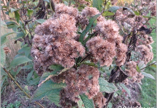 Rutgers Garden 052