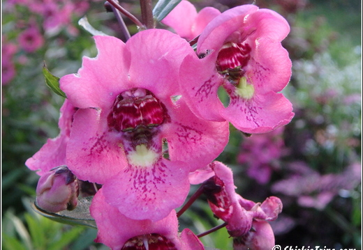 Rutgers Garden 060