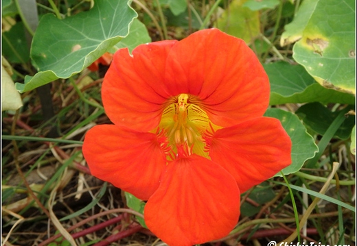 Rutgers Garden 065