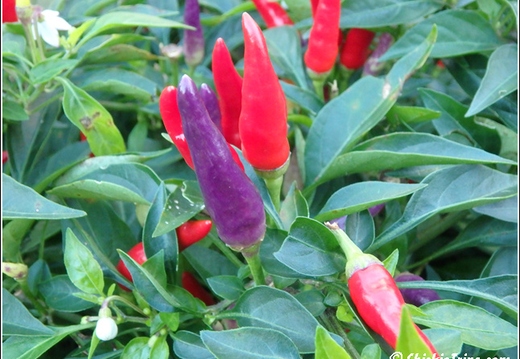 Rutgers Garden 075