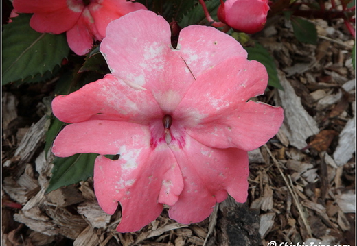 Rutgers Garden 081