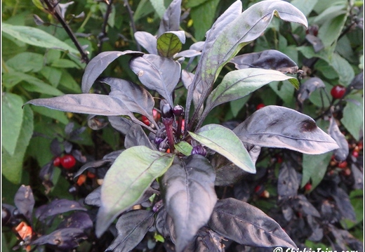 Rutgers Garden 082