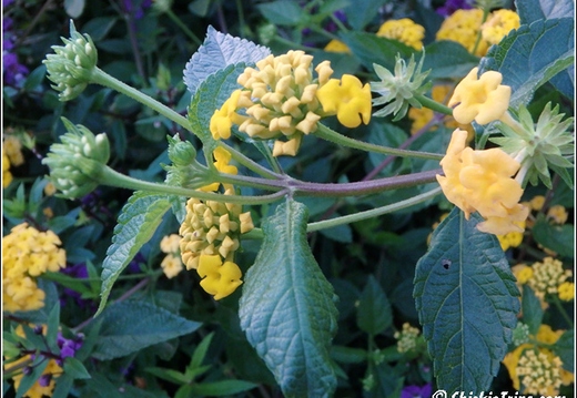 Rutgers Garden 089
