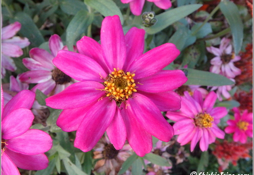 Rutgers Garden 095