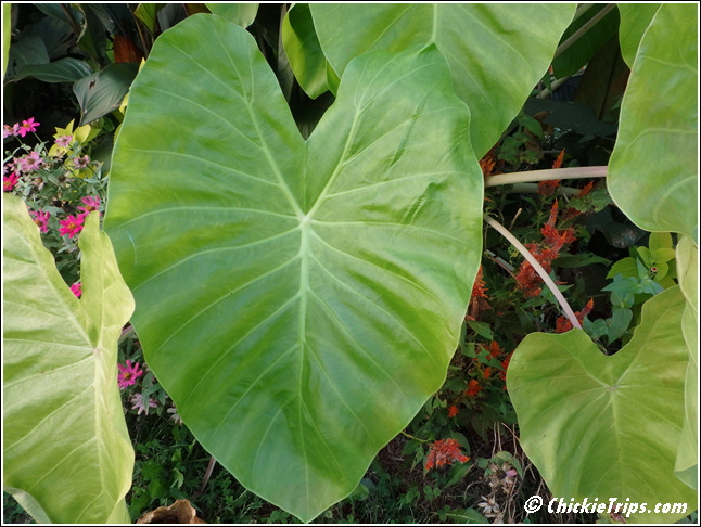 Rutgers_Garden_096.jpg